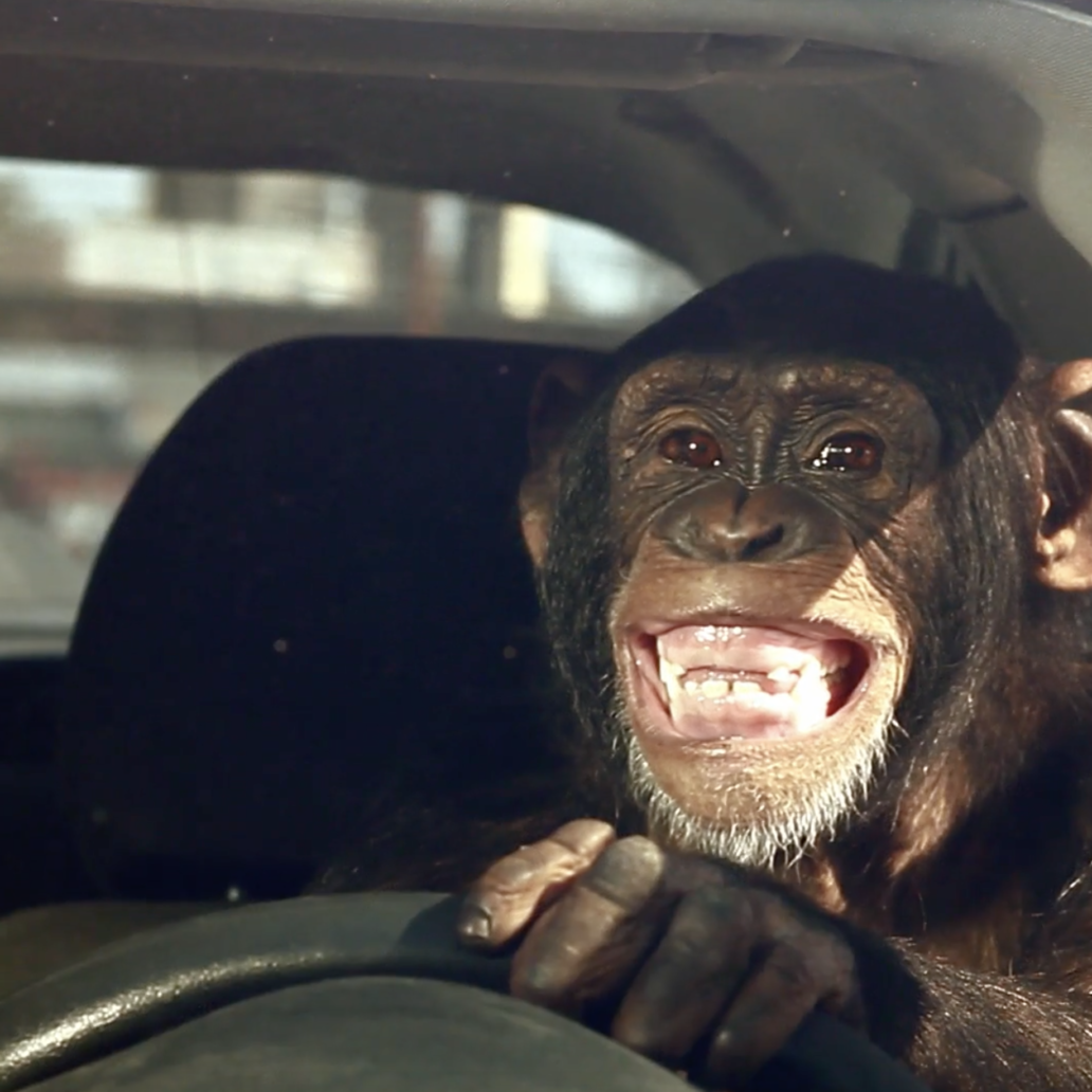 R\West Trunk Monkey RWest